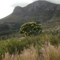 Three Peaks Challenge 2017 Cape Town 03.jpg