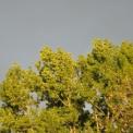 DSC_9686.jpg